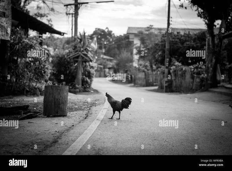 Chicken road españa - Conóce todo sobre el juego de azar Chicken Road en España