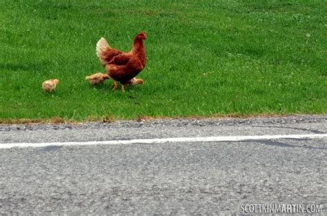 Descubre La Emoción de Jugar Chicken Road en España con Nuestros Casinos Online - overview