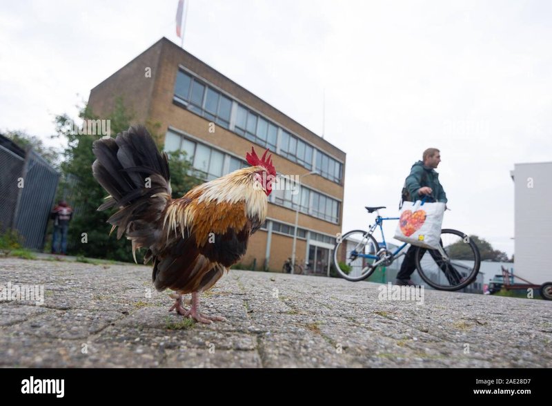 Jugar chicken road in Spain